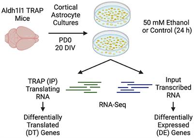 Ethanol-induced transcriptional and translational changes in Aldh1l1-Egfp/Rpl10a cortical astrocyte cultures